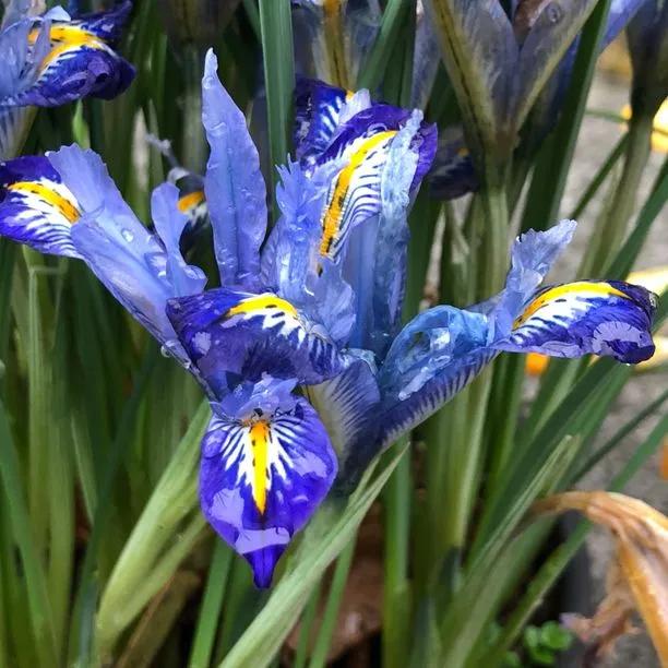 Carolina Dwarf Iris Bulbs (Iris reticulata Carolina) Img 1